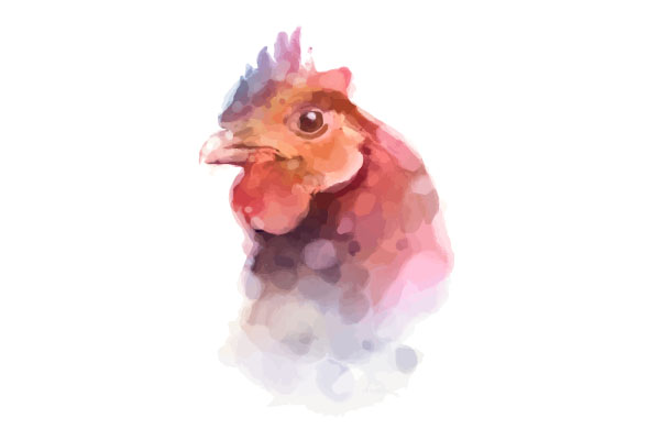 Gallina