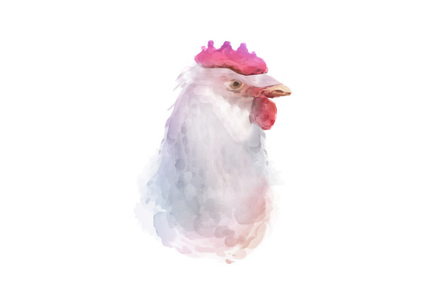 Pollo