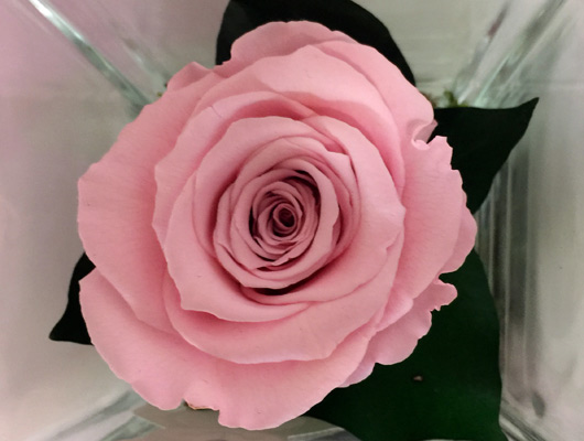 Rose Stabilizzate