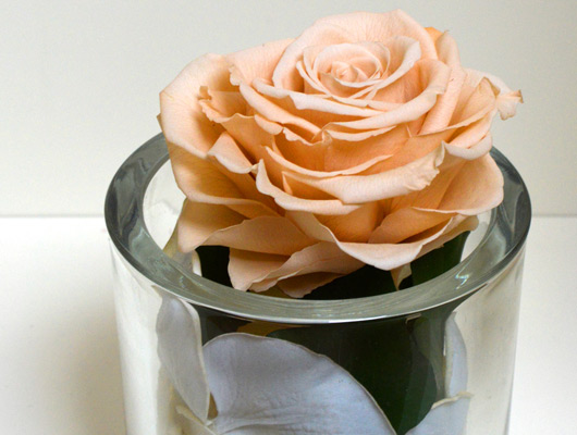 Rose Stabilizzate