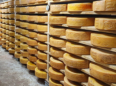 Bagoss - RCSA Italia