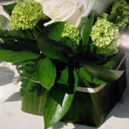 Maifrini Fiori