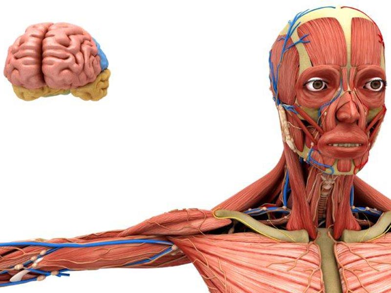 Anatomia Umana