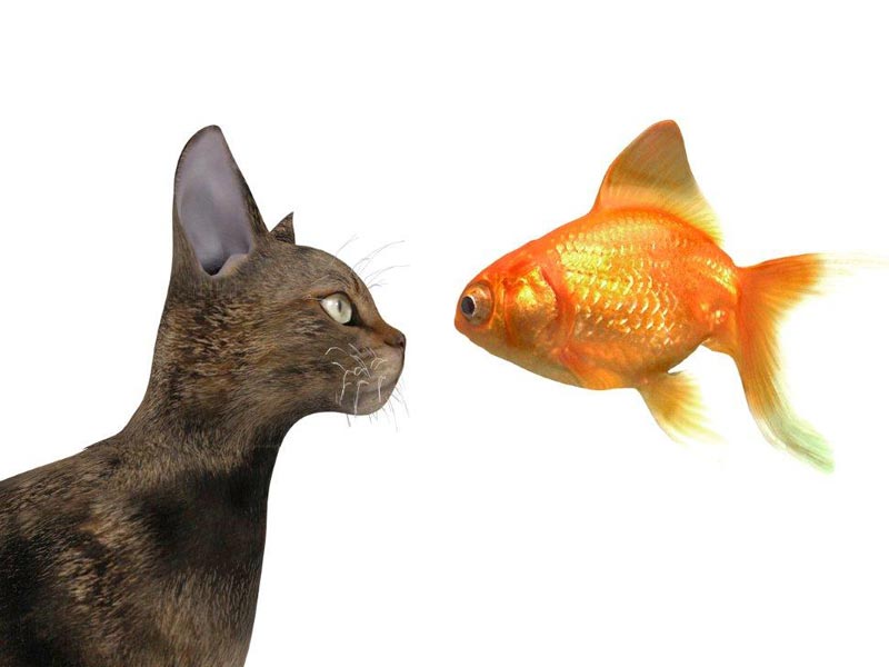 Animali 3D
